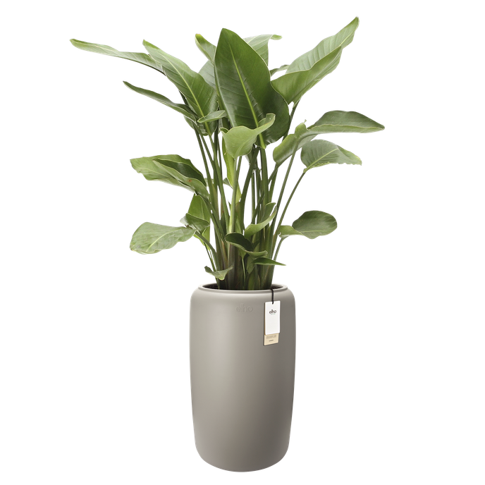 amber beads large 40cm balanced beige